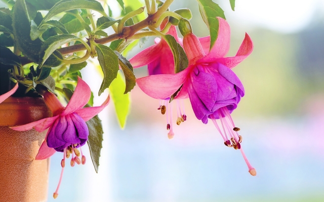 Fuchsia als symbool voor thuis wonen met dementie
