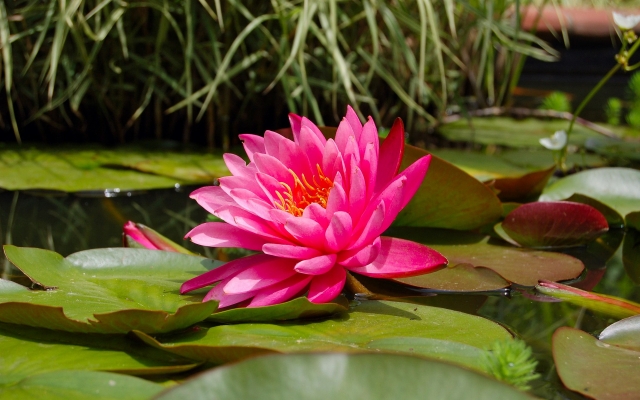 roze lotusbloem als symbool voor rust in zorgen voor moeder met dementie